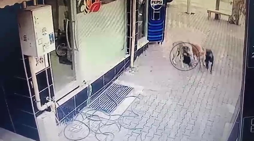 Başıboş sokak köpekleri tavuğu telef etti
