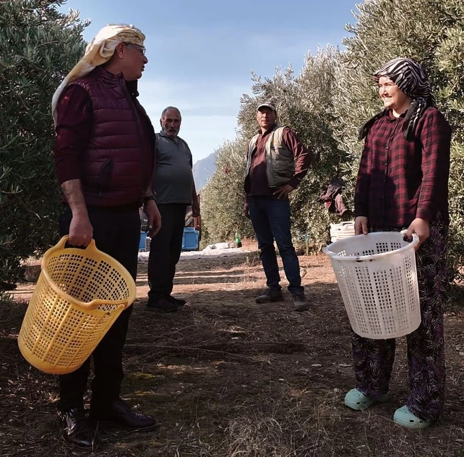 Başkan Öküzcüoğlu çiftçilerle birlikte zeytin hasadı yaptı
