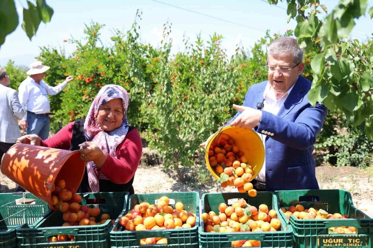 Başkan Subaşıoğlu kiraz ve kayısı &uuml;reticileriyle birlikte hasat yaptı
