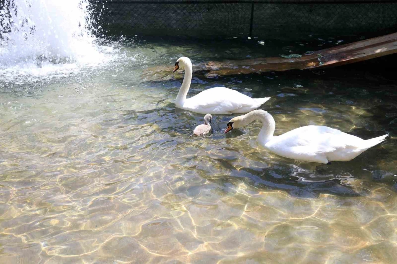 Başkent’in simgesi Kuğulu Park’tan sevindirici haber: 15 yıl sonra ilk kez beyaz kuğu doğdu
