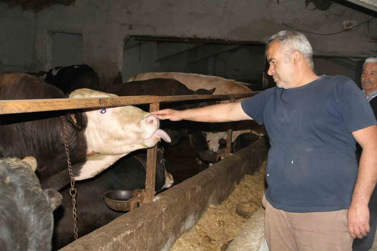 Başkentliler kurbanlık alımında fiyatların daha düşük olduğu Çankırı’yı tercih ediyor
