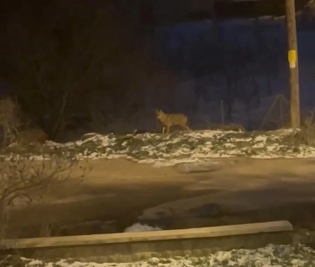 Başkentte kurt s&uuml;r&uuml;s&uuml; g&ouml;r&uuml;ld&uuml;
