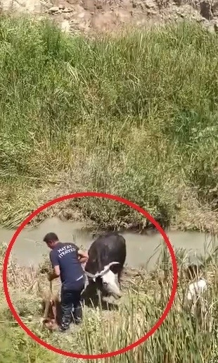 Bataklığa saplanan 3 büyükbaşı itfaiye kurtardı
