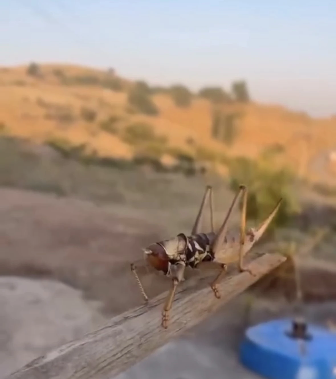 Batman’da dev etçil çekirge görüldü
