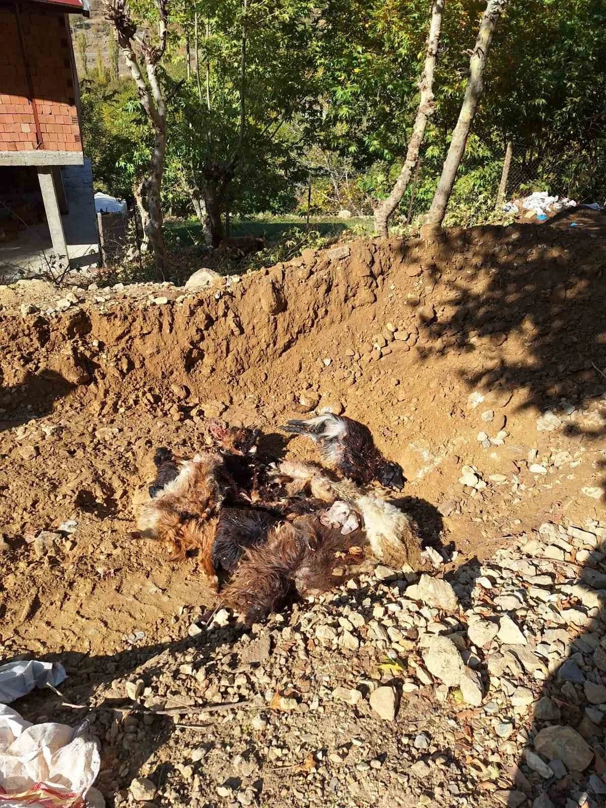 Batman’da kurtlar ağıla girerek 10 adet küçükbaş telef etti
