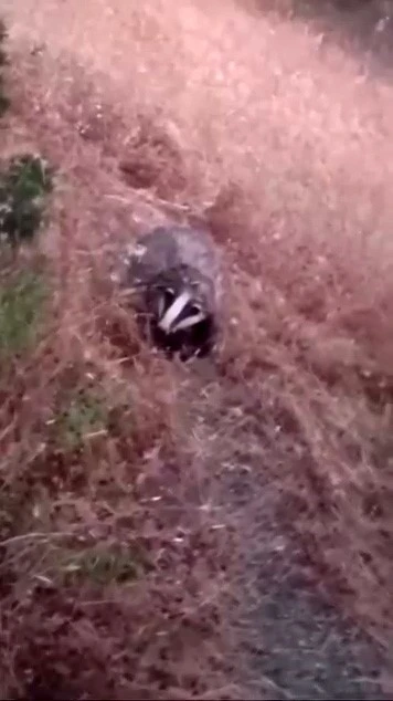 Batman&rsquo;da porsuk g&ouml;r&uuml;nt&uuml;lendi
