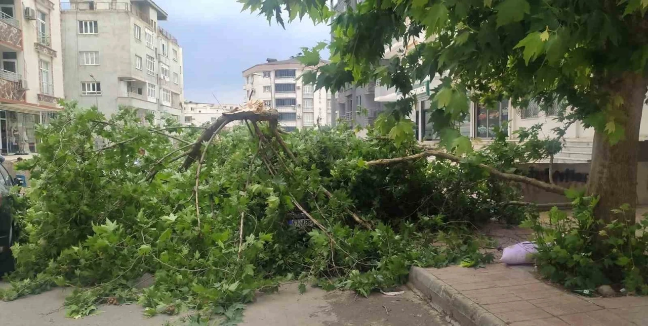 Batman’da şiddetli rüzgarın devirdiği ağaç park halindeki aracın üzerine düştü
