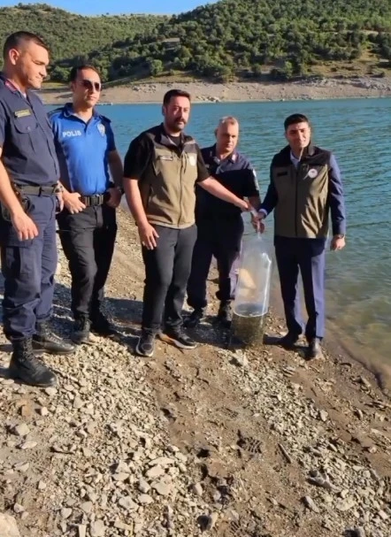 Bayat’daki gölet ve sulak alanlara 10 bin sazan balığı yavrusu bırakıldı
