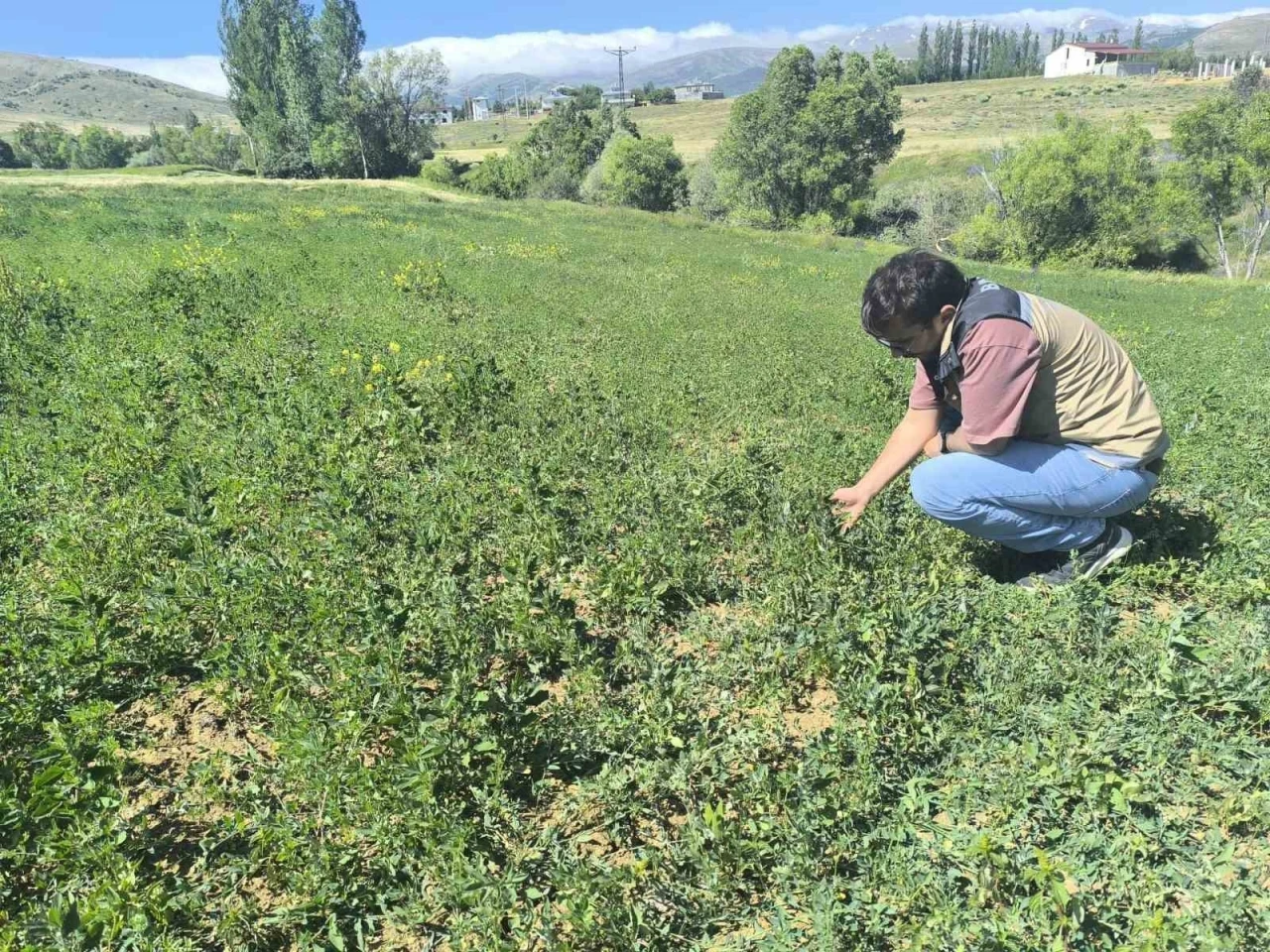 Bayburt’ta 4 köyde yem bitkisi tarla kontrolleri tamamlandı
