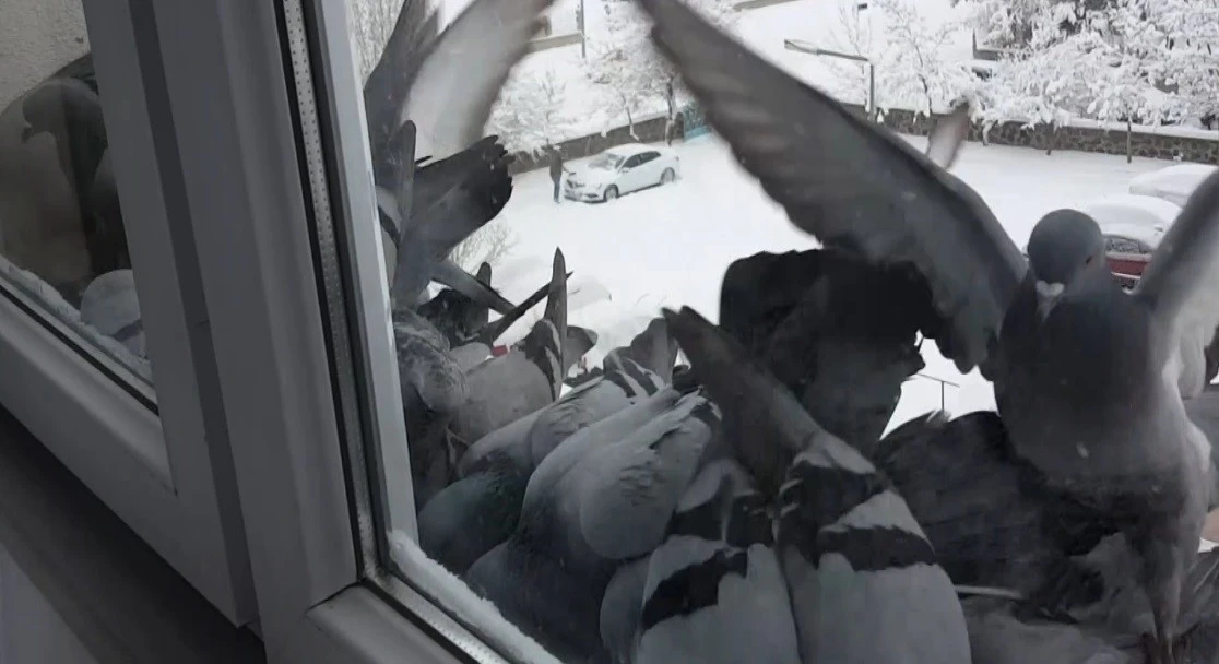 Bayburt&rsquo;ta dondurucu soğuk: G&uuml;vercinler yem bulmak i&ccedil;in pencerelere akın etti
