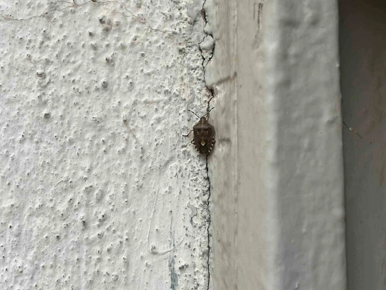 Bayburt’ta kokarca böceği görüldü
