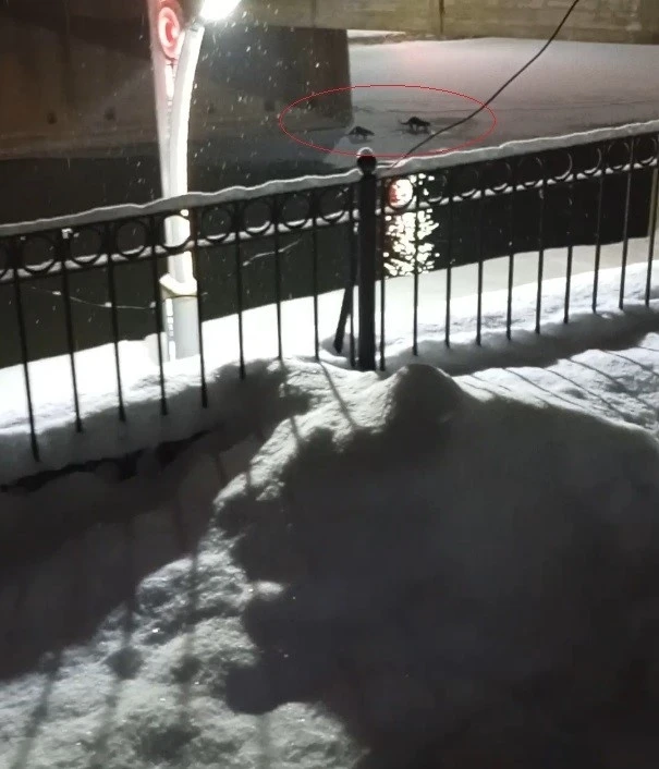 Bayburt&rsquo;ta su samuru bu kez eşiyle birlikte g&ouml;r&uuml;nt&uuml;lendi
