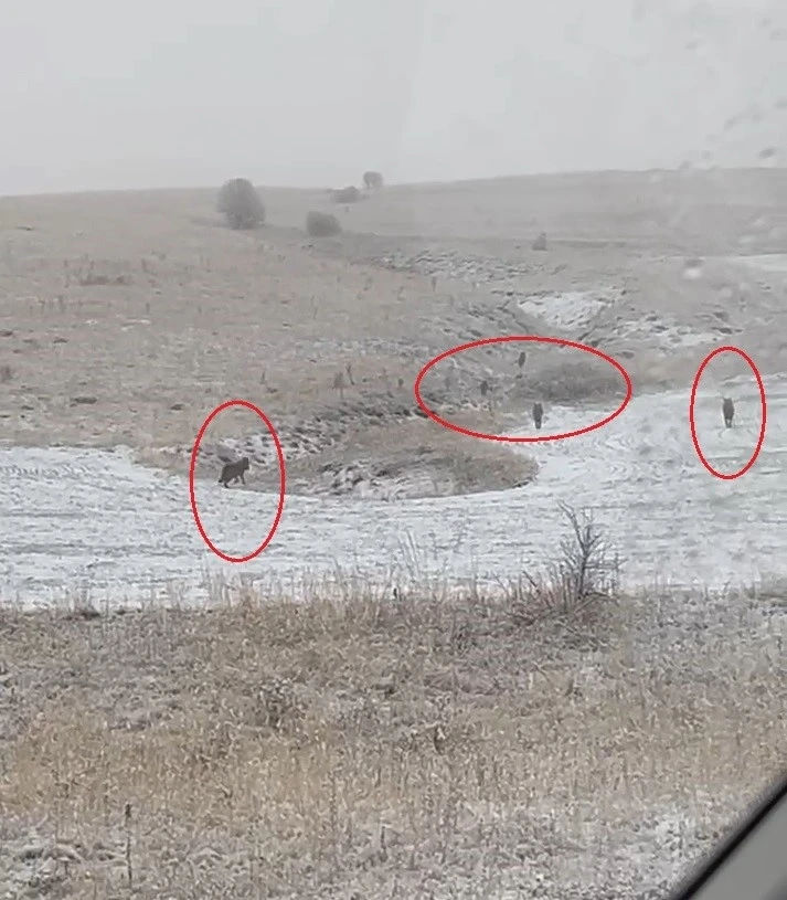 Bayburt&rsquo;un k&ouml;ylerinde kurt s&uuml;r&uuml;leri g&ouml;r&uuml;ld&uuml;
