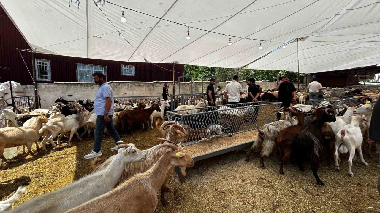 Bayrama sayılı günler kala, kurban satış yerlerinde pazarlıklar devam ediyor

