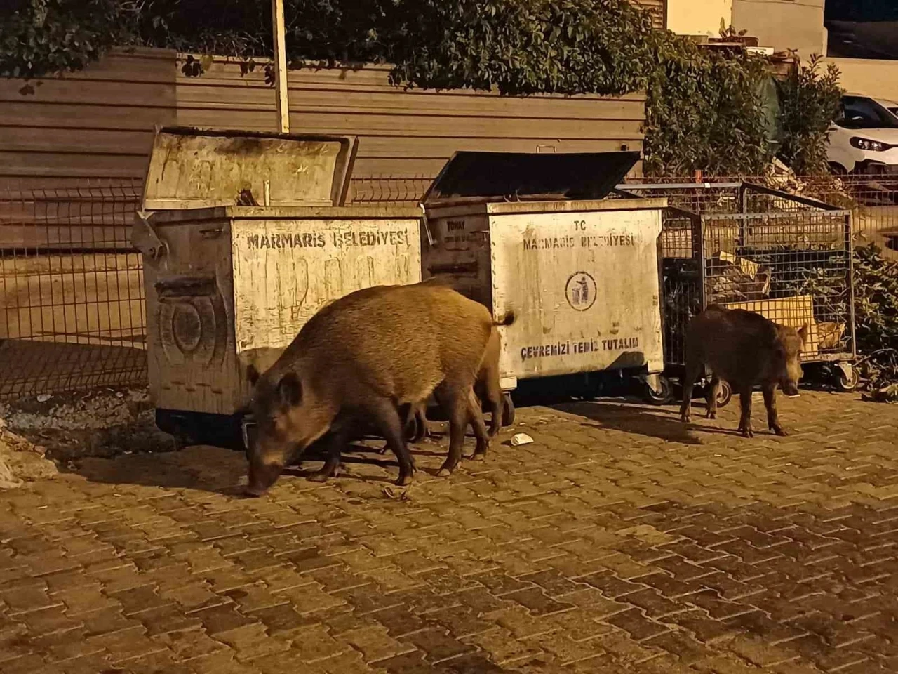 Belediye sessiz kaldı, Marmaris’i domuzlar ele geçirdi
