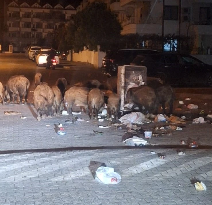 Belediyenin çöpleri zamanında toplamadığı Marmaris’te yaban domuzu istilası yaşanıyor

