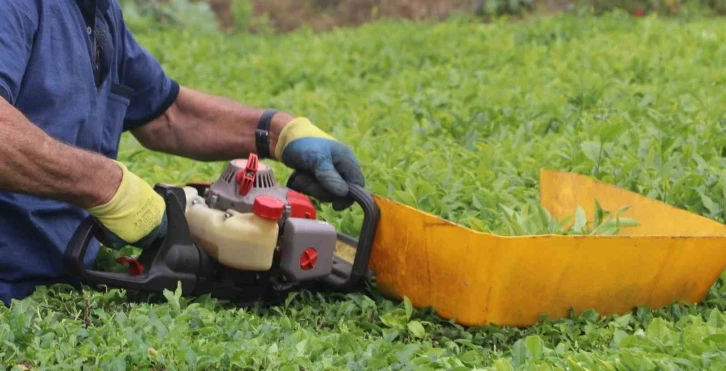 Benzinli çay toplama makinesi ile çay toplamak bu yıl da yasak
