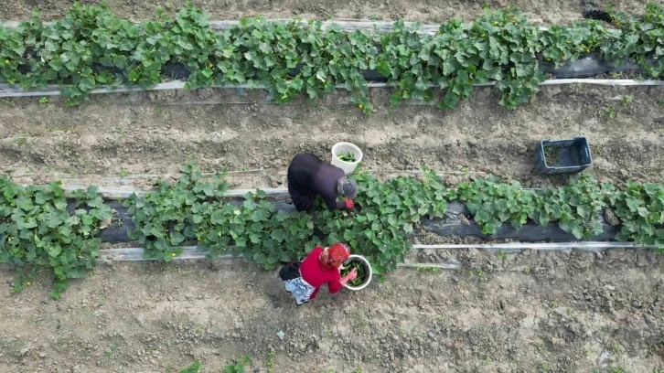 Bereketli topraklarda a&ccedil;ık alanda salatalık hasadı başladı, tarla fiyatı: 30 TL
