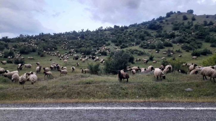 Besiciler yayla yolculuklarında Kulp ilçesine vardı
