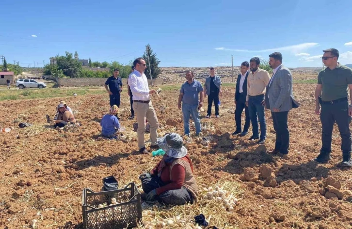 Besni’de sarımsak hasadı başladı
