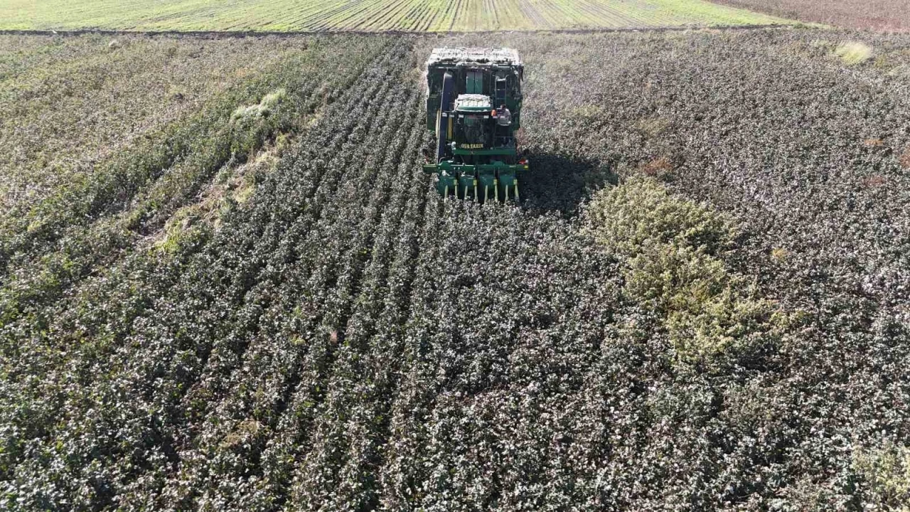 Beyaz altın pamukta kuraklık rekolteyi etkiledi
