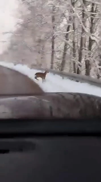 Beyaz &ouml;rt&uuml; &uuml;zerinde tatlı karşılaşma: Karaca yola indi
