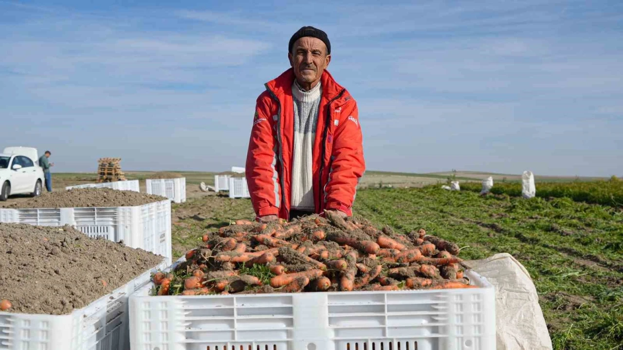 Beypazarı’nda hummalı havuç mesaisi başladı: Dönüme 10 ton ürün bekleniyor
