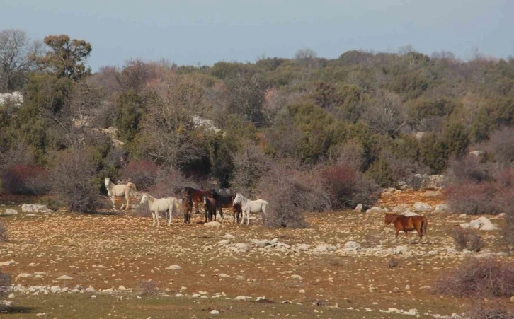 Beyşehir Gölü’nde yabani atların yaşam sürdüğü ada ilgi odağı oldu
