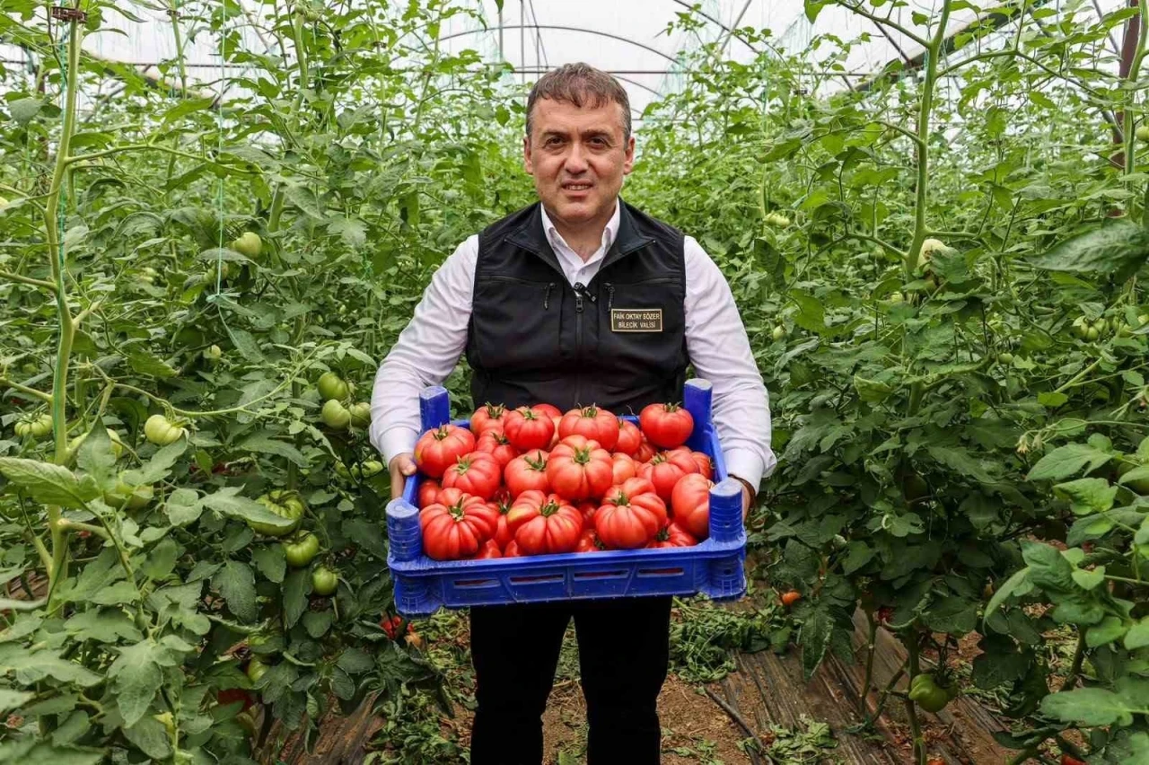 Bilecik&rsquo;te &ouml;rt&uuml; altı domates hasadı başladı
