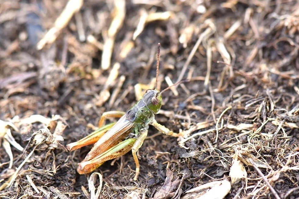 Bilim insanları yeni bir çekirge cinsi keşfetti
