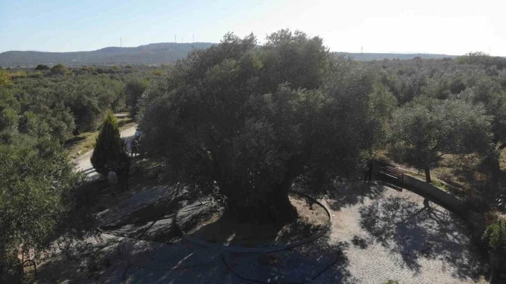 Bin 600 yıllık ağa&ccedil; kuraklığa meydan okudu, dalları meyveyle doldu
