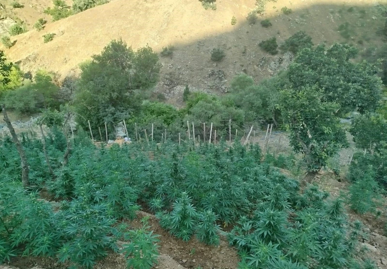 Bingöl’de 15 bin kök kenevir ele geçirildi
