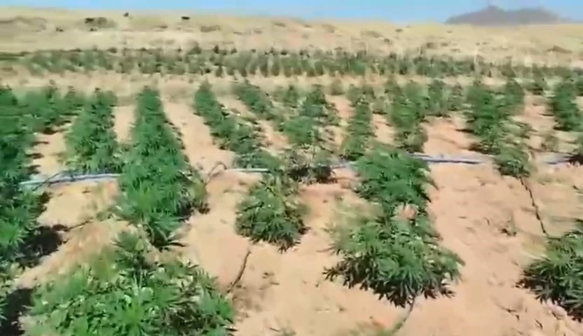 Bingöl’de 23 bin kök kenevir bitkisi ele geçirildi
