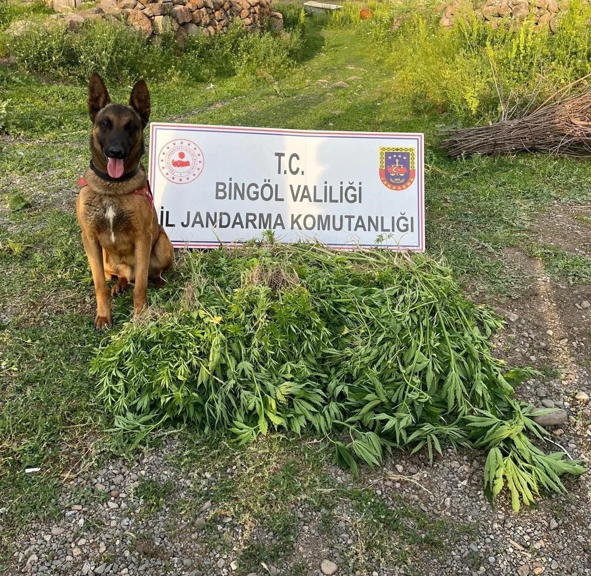 Bingöl’de 4 günde 14 bin 933 kök kenevir ele geçirildi
