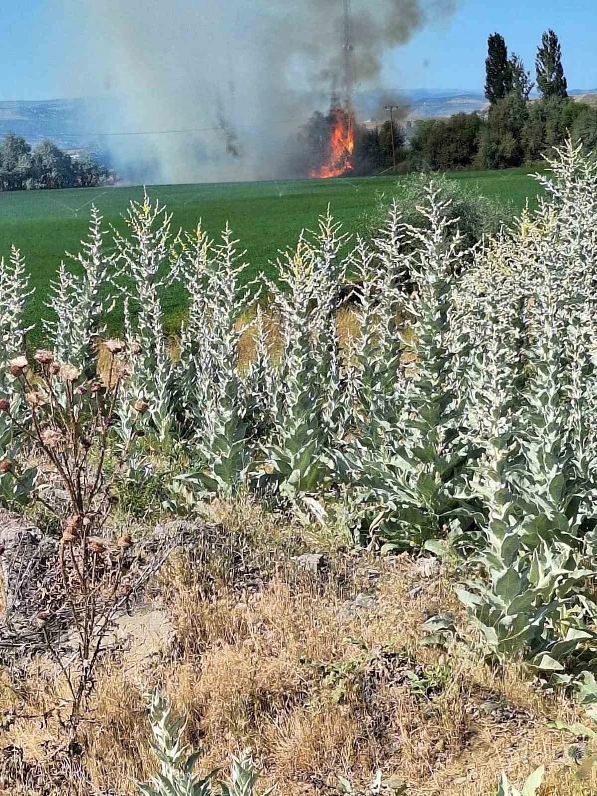 Bingöl’de ağaçlık alanda korkutan yangın

