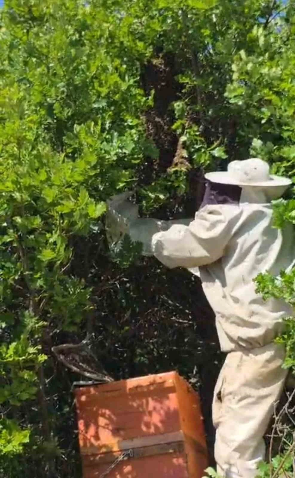 Bing&ouml;l&rsquo;de kovandan firar eden binlerce arı meşe ağacına oğul verdi
