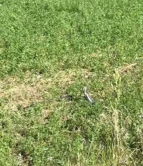 Bingöl’de yılanların dansı kamerada
