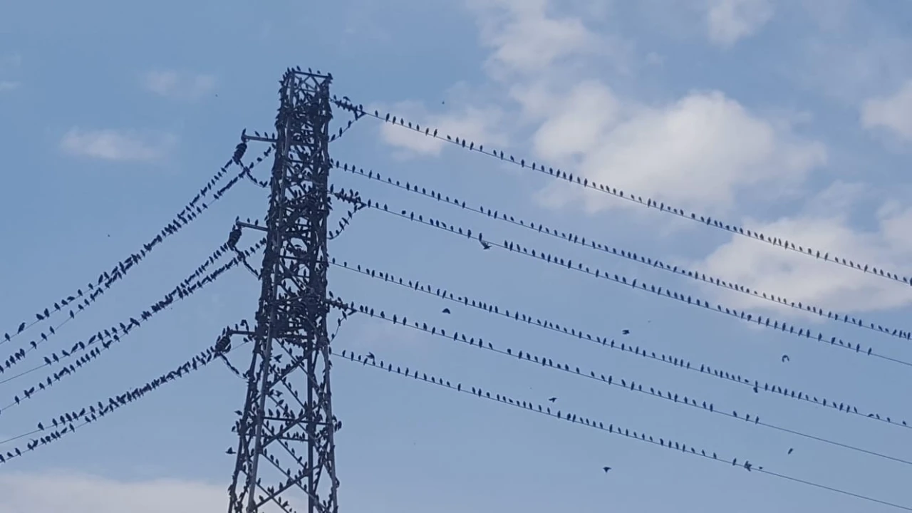 Binlerce kırlangıç telleri doldurdu
