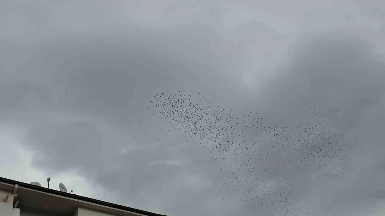 Binlerce kuş g&ouml;ky&uuml;z&uuml;nde g&ouml;rsel ş&ouml;len oluşturdu
