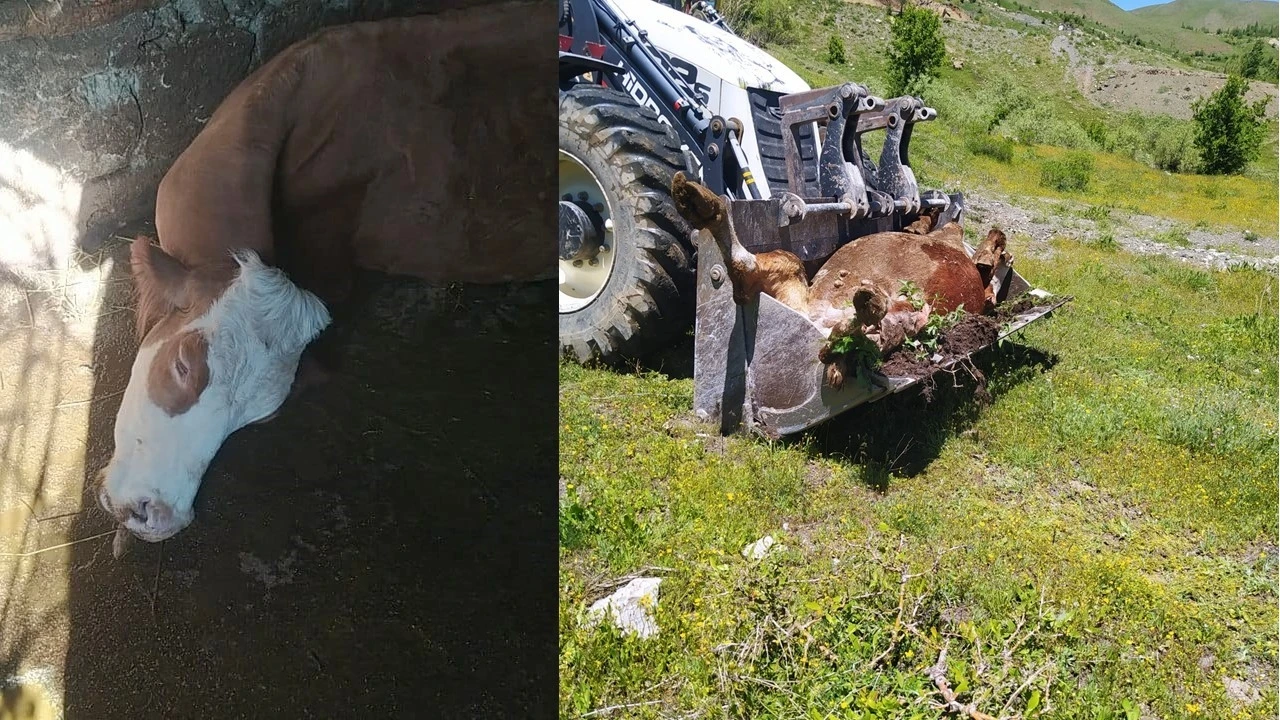 Bir annenin süt İneği için gözyaşları: &quot;Çocuklarımı nasıl okutacağım?&quot;

