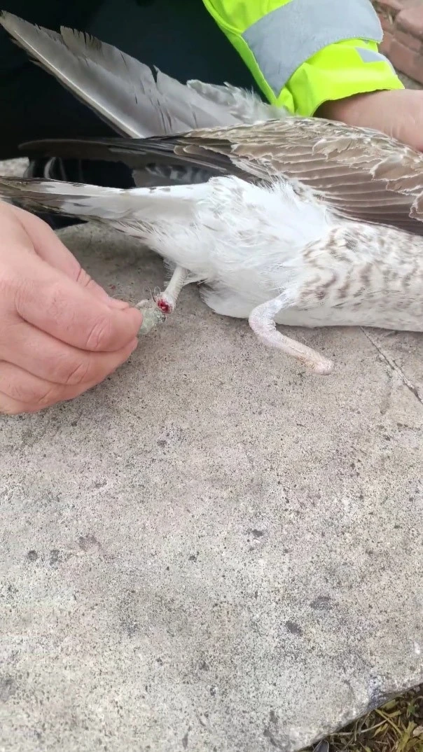 Bir ayağı ampute, bir ayağı misinaya dolandı: Pendik&rsquo;te martının kurtarılma anı kameralarda
