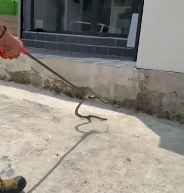 Bir evin bahçesine giren yılanı yakalayan itfaiye eri yılana su içirdi
