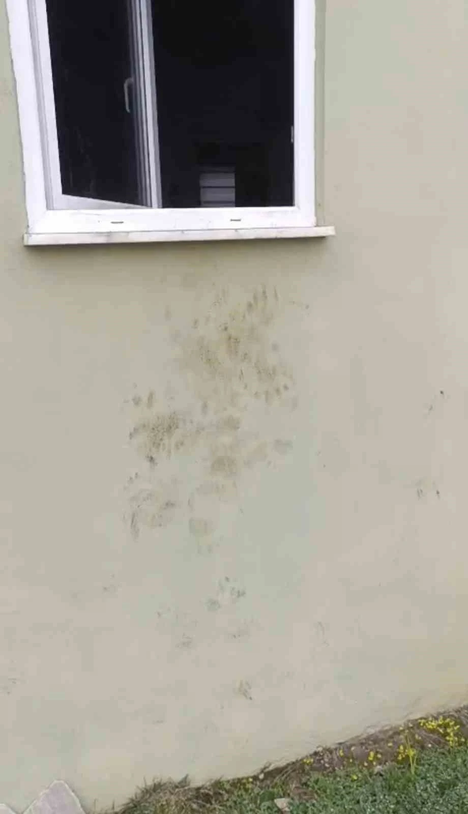 Bir g&uuml;nde 20 eve giren ayı yayla sakinlerini canından bezdirdi
