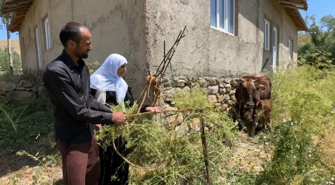 Bir ineği telef oldu, 7 inek, 5 buzağı sahibi oldu
