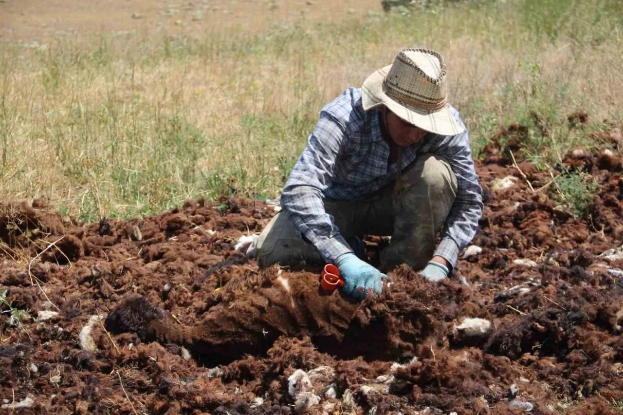 Bir zamanlar altın değerindeydi, şimdi imha ediliyor
