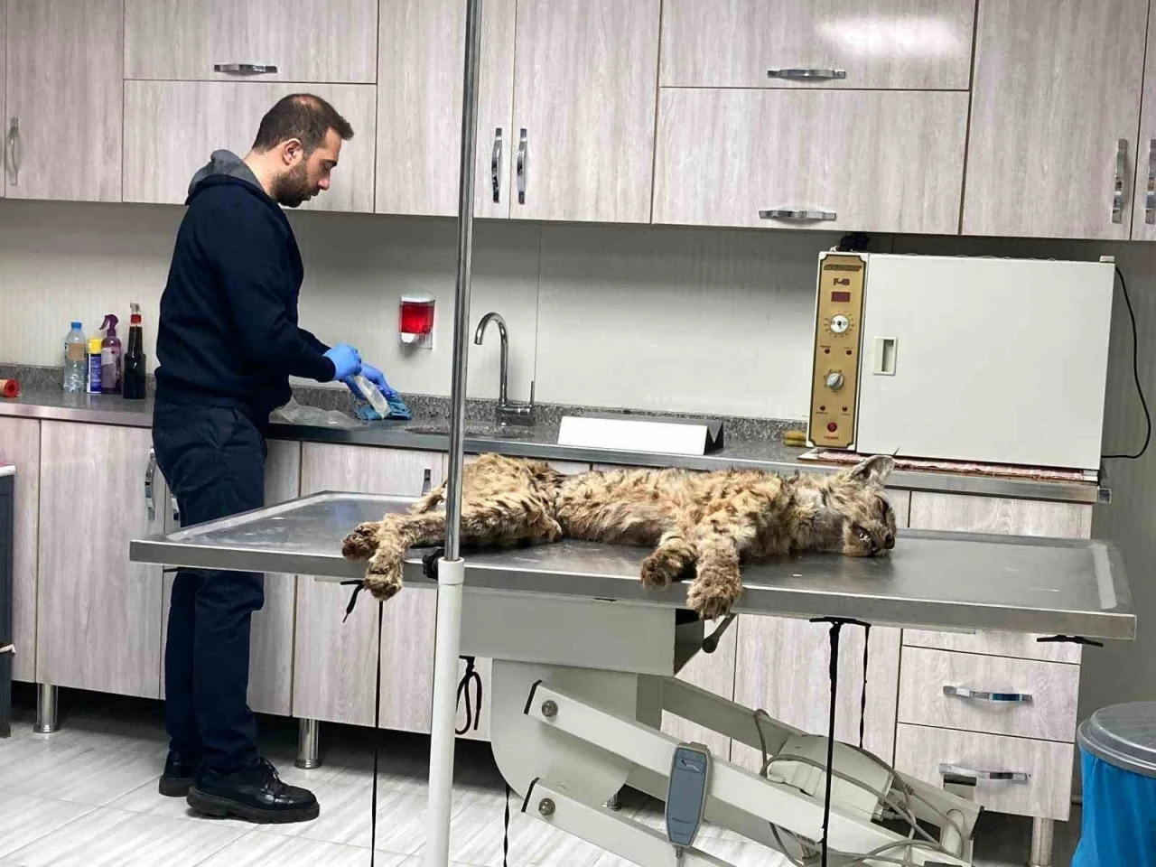Bitlis’te bitkin hale bulunan vaşak koruma altına alındı
