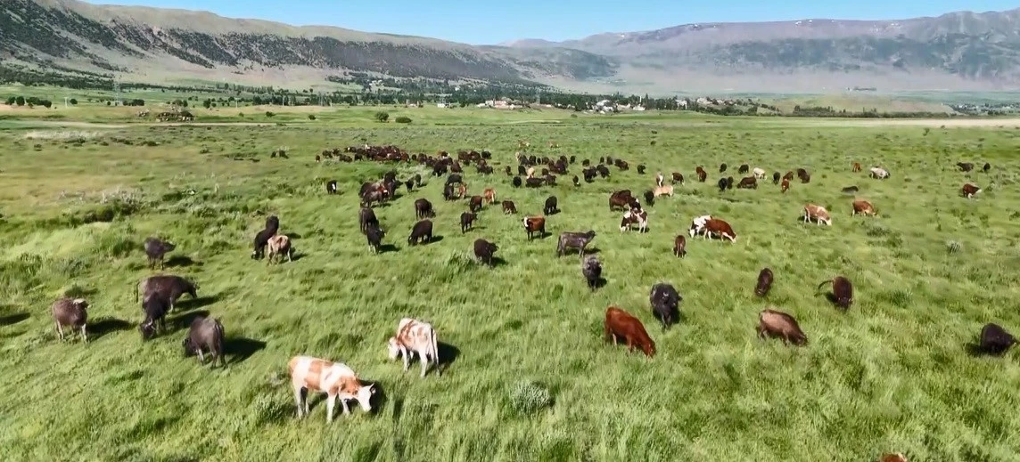 Bitlis’te manda sürüsünden belgesellik görüntüler

