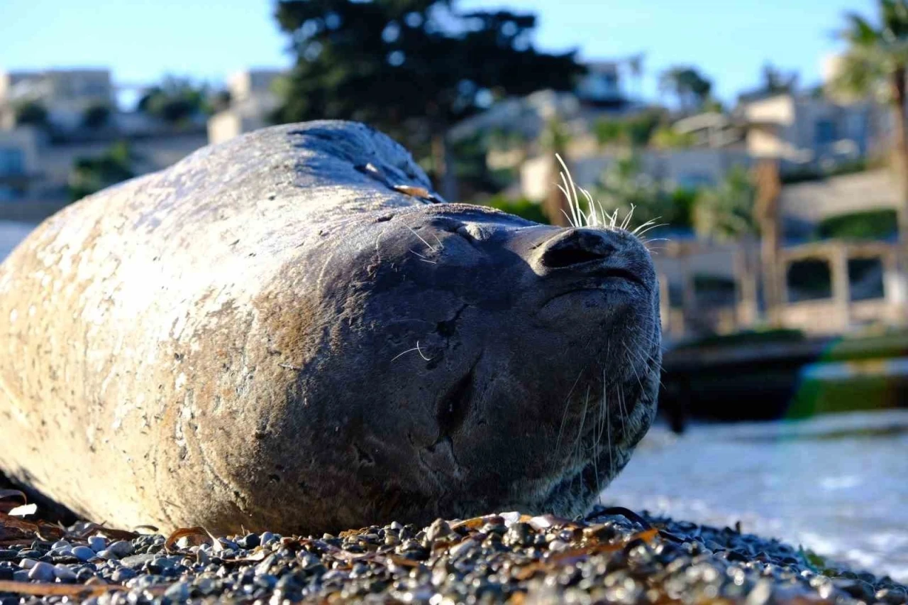 Bodrum&rsquo;da Akdeniz foku ilgi odağı oldu
