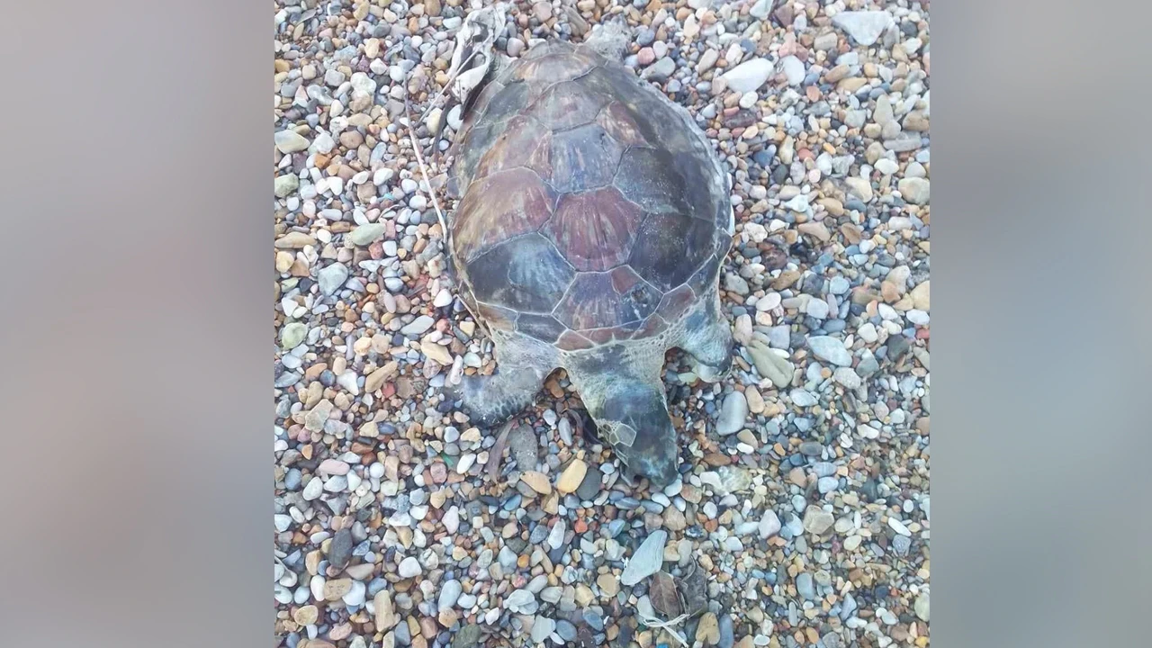 Bodrum&rsquo;da yavru caretta caretta kıyıya vurdu