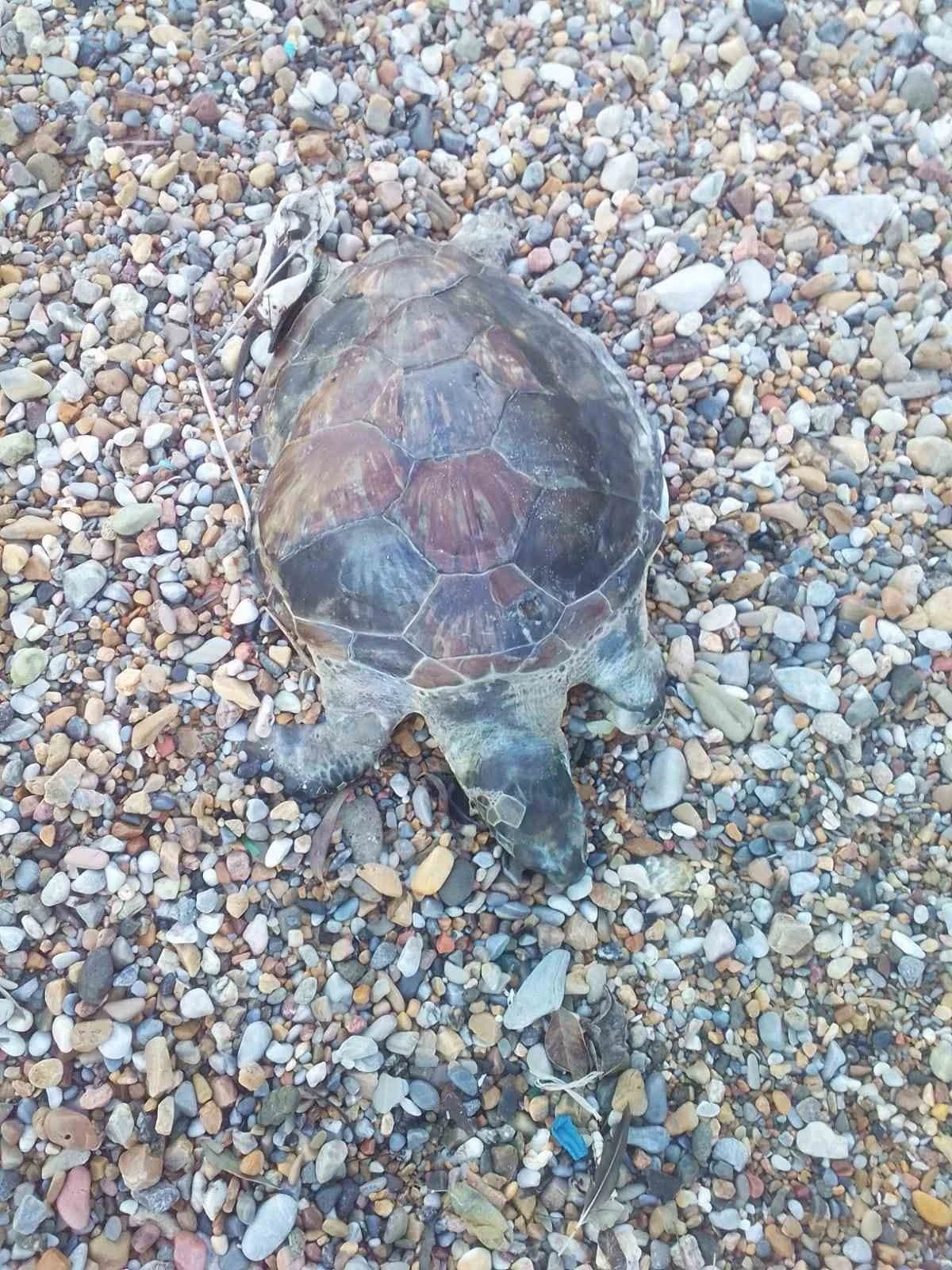 Bodrum&rsquo;da yavru caretta caretta kıyıya vurdu
